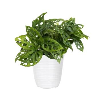 Monstera adansonii Swiss Cheese Vine Live Plant in 6 inch White Decor...