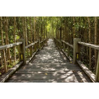 Photographic Mangrove Forest Landscapes Wall Mural