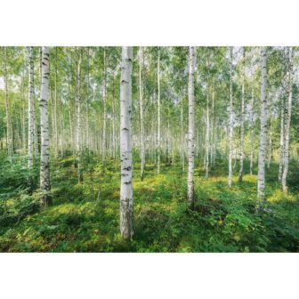 Sunny Day Nature Wall Mural