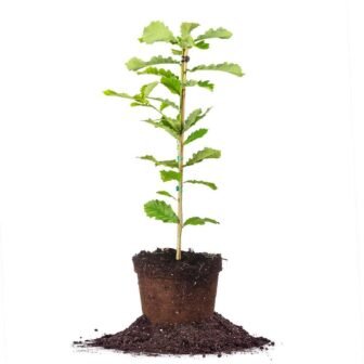 Swamp Chestnut Oak Tree in 1 Gal. a Grower's Pot, Large Acorns...