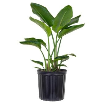 White Bird of Paradise Live Indoor Strelitzia Nicolai Plant Shipped in 9.25...