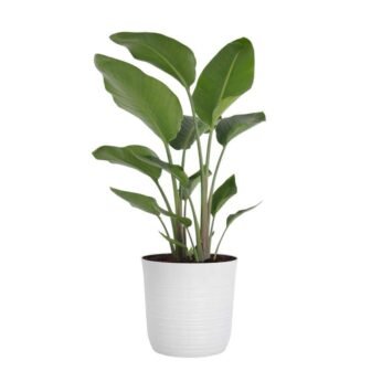 White Bird Of Paradise Live Plant in 10 inch White Decor Pot