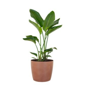 White Bird of Paradise Plant Live Indoor Outdoor Plant in 10 in....